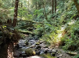 Hike Whittemore Gulch at Purisima Creek Redwoods OSP 