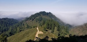 Whittemore Gulch and Purisima Creek Loop Trail