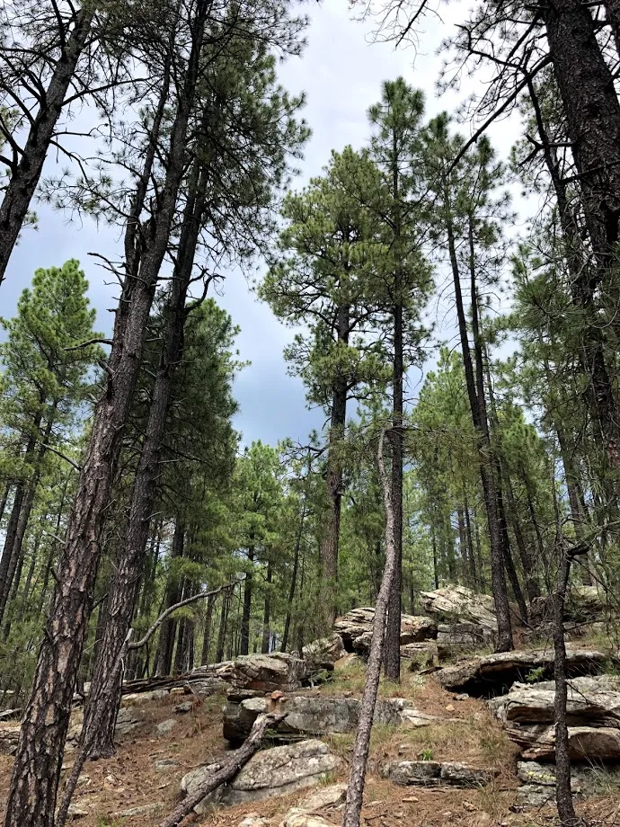 Woods Canyon Lake Loop Trail