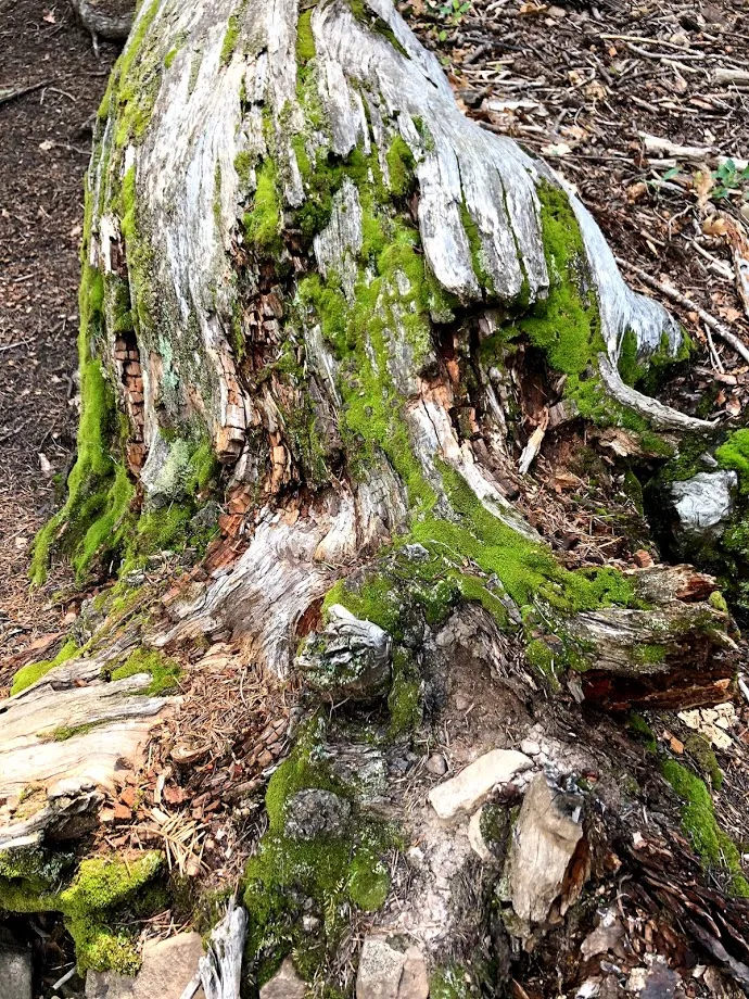 Woods Canyon Lake Loop Trail