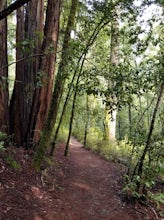 Hike the Sequoia Trail at Big Basin Redwoods SP