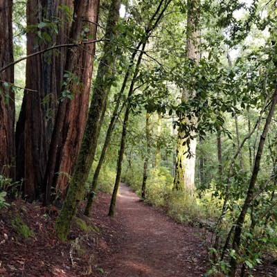 Hike the Sequoia Trail at Big Basin Redwoods SP