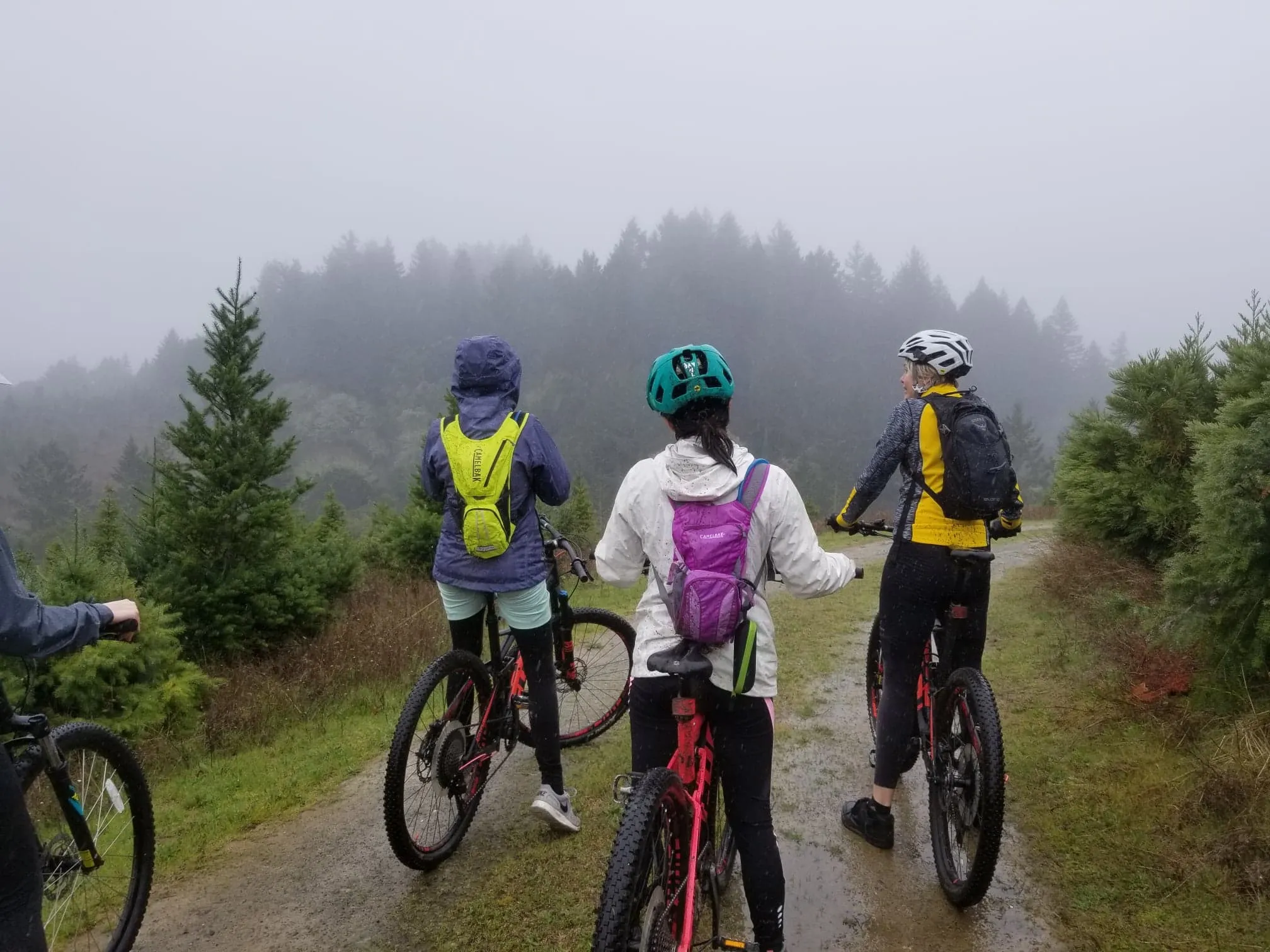 Sunny Jim and Christmas Tree Trails