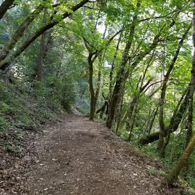Hike Sanborn County Park via the San Andreas Trail