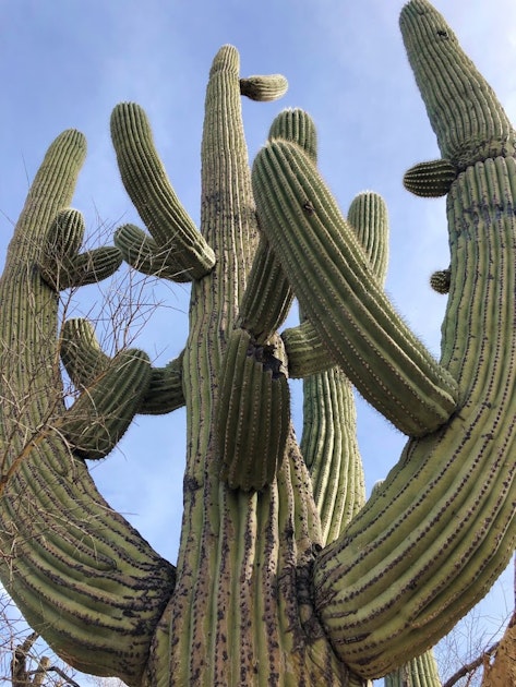 Drive the Scenic Loop in Saguaro National Park East ...