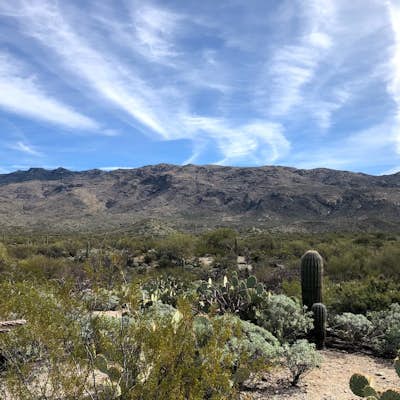 Drive the Scenic Loop in Saguaro National Park East (Cactus Forest)