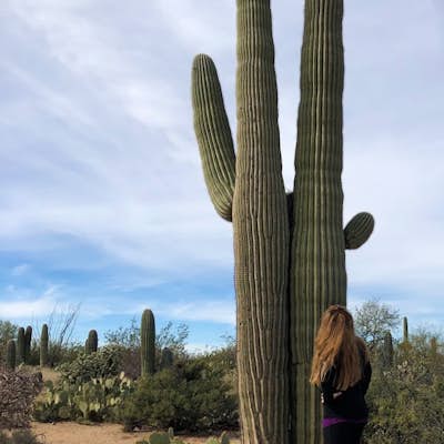 Drive the Scenic Loop in Saguaro National Park East (Cactus Forest)