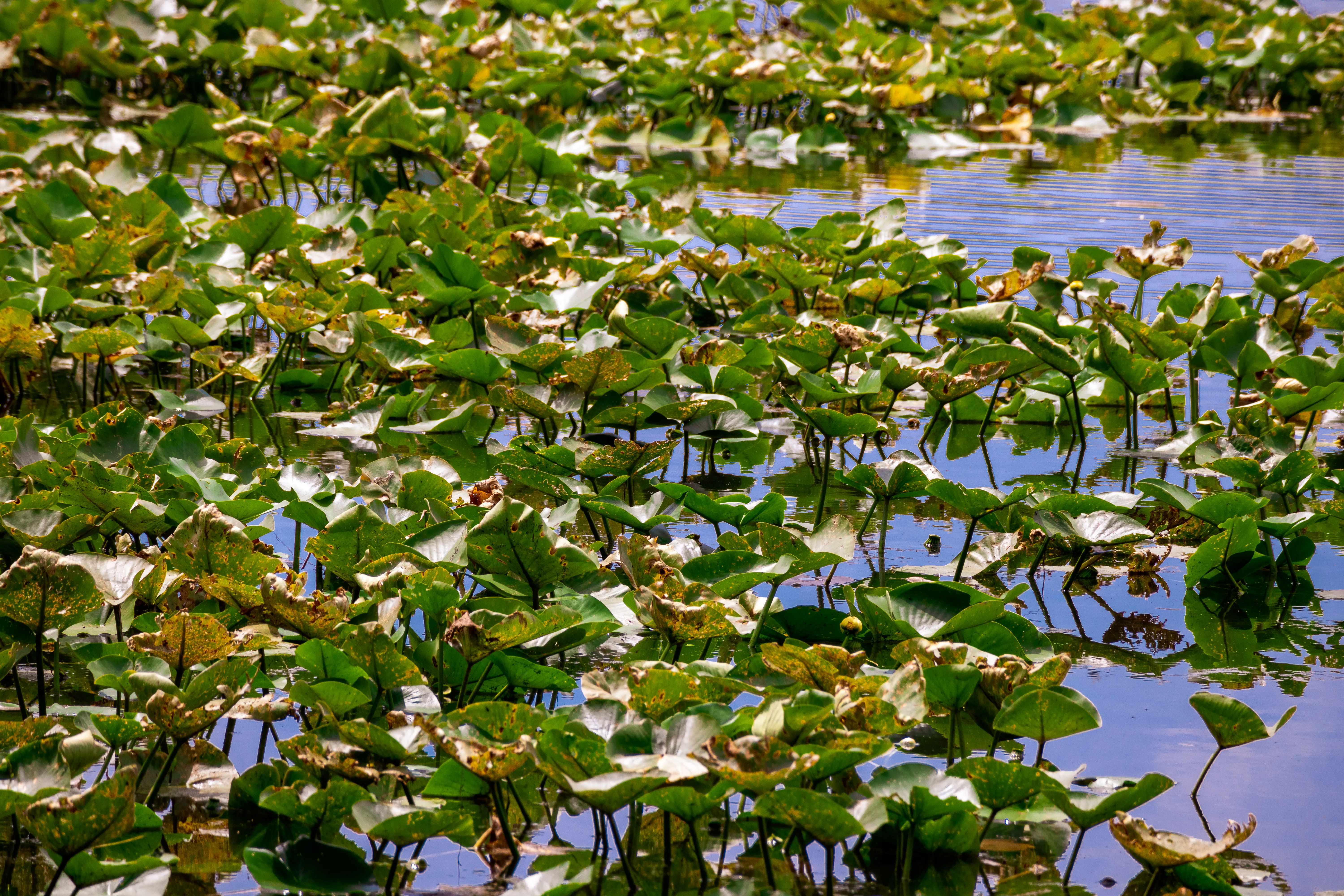 Paddle or Swim at Lake Glendale Recreation Area