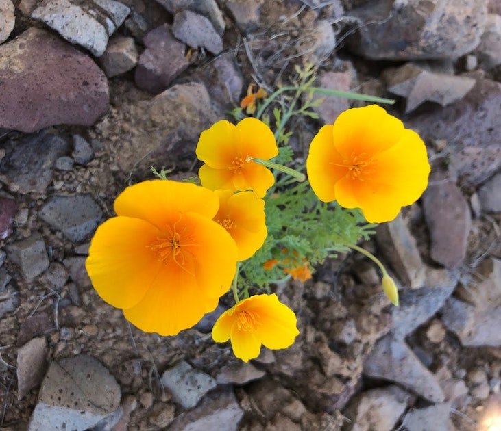 Photograph the Wildflowers at Picacho Peak State Park, Picacho, Arizona