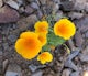 Photograph the Wildflowers at Picacho Peak State Park