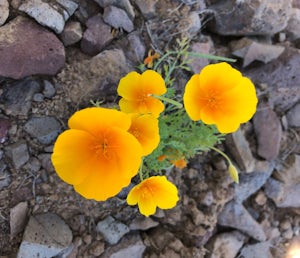 Photograph the Wildflowers at Picacho Peak State Park