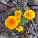 Photograph the Wildflowers at Picacho Peak State Park