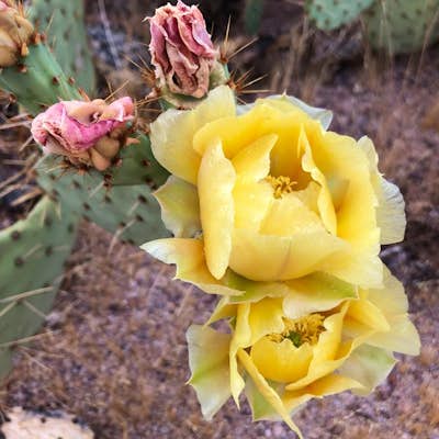 Photograph Cactus Blooms at Lost Dutchman