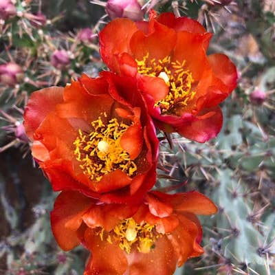 Photograph Cactus Blooms at Lost Dutchman