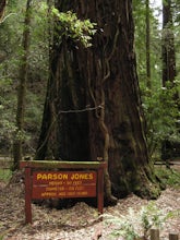 Parson Jones and Colonial Armstrong Redwood Trees