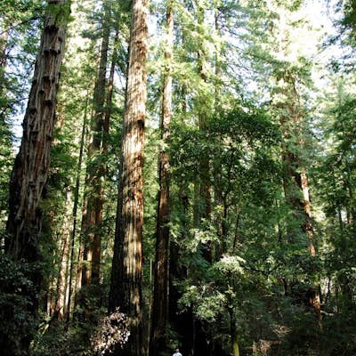 Parson Jones and Colonial Armstrong Redwood Trees