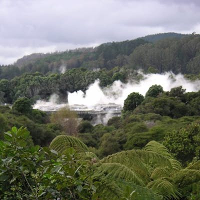 Experience the Whakarewarewa Thermal Valley in Rotorua