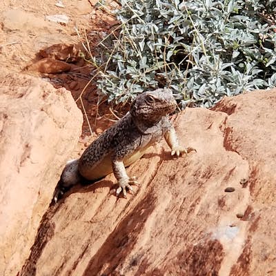 Hike to Mouse's Tank in Valley of Fire State Park 