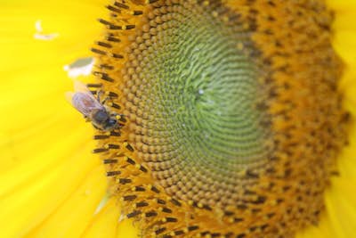 Visit the Tecumseh Sunflower Field 