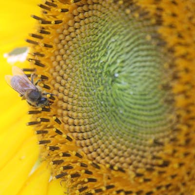 Visit the Tecumseh Sunflower Field 