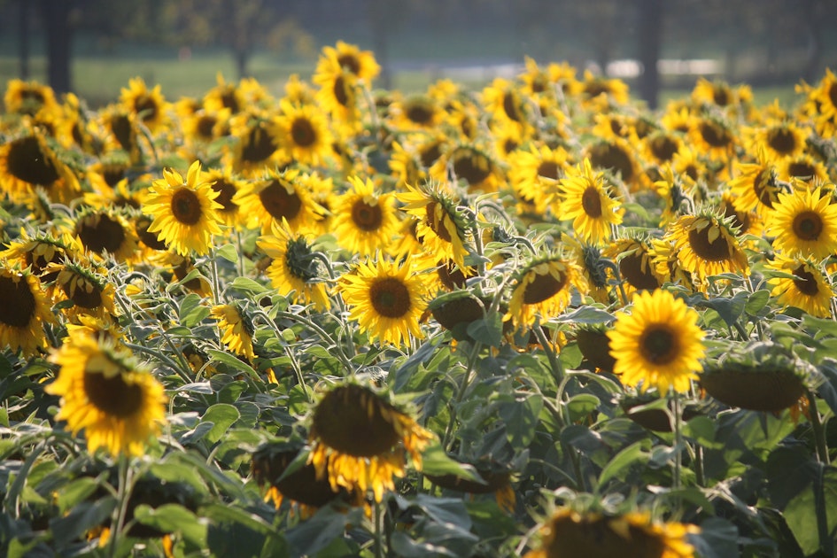 Visit the Tecumseh Sunflower Field , Yellow Springs, Ohio