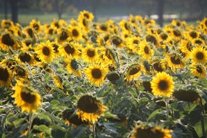 Visit the Tecumseh Sunflower Field 