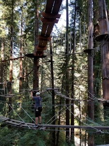 Tree Climb Mount Hermon