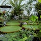 Visit the Conservatory of Flowers