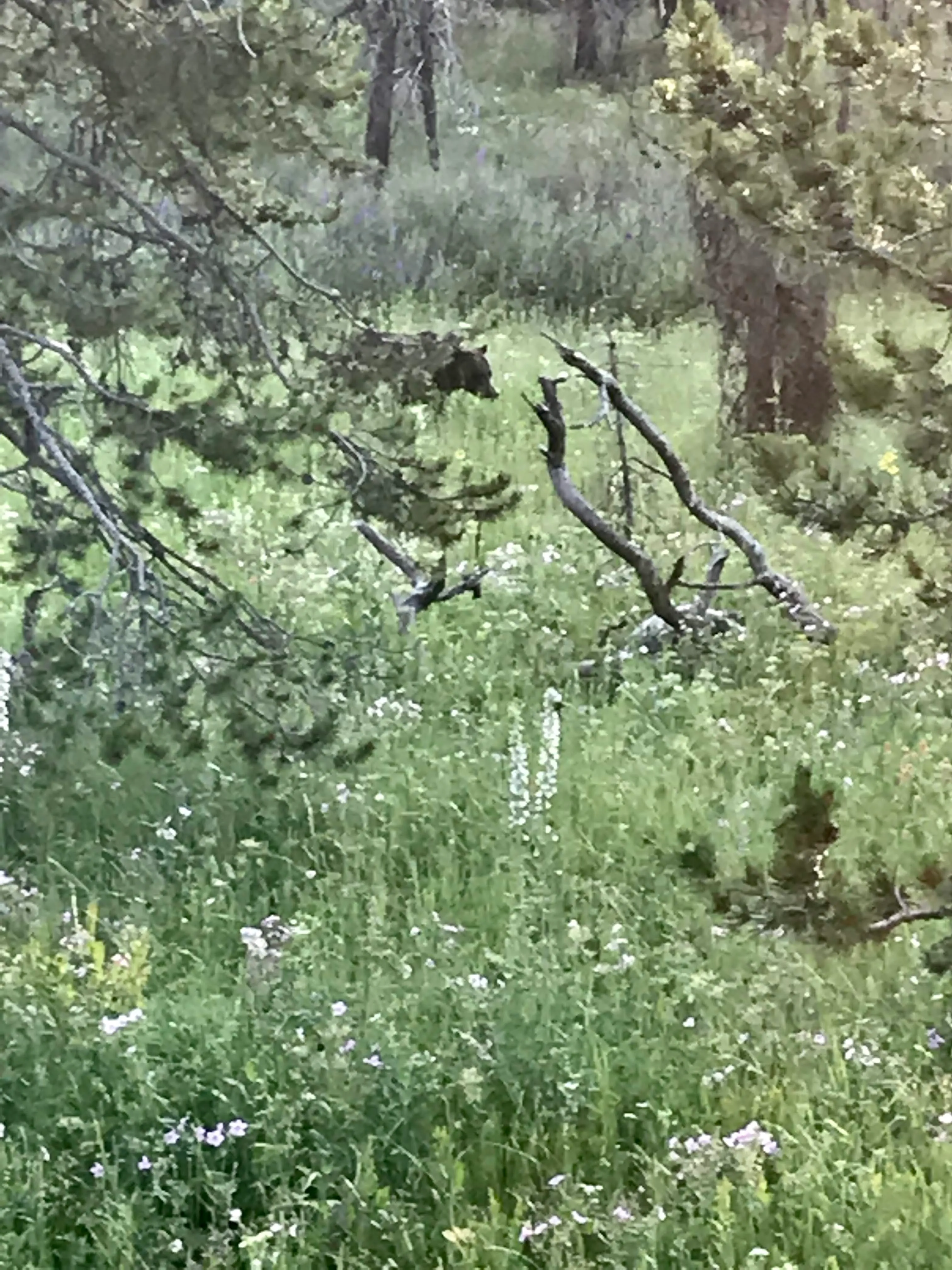 Gardiner to Jackson Hole through Yellowstone & Grand Teton NP via hwy. 89/191