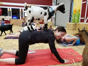 Goat Yoga at Lemos Farm