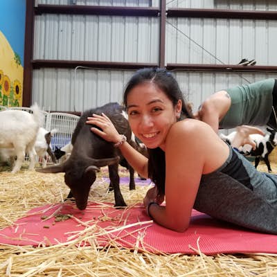 Goat Yoga at Lemos Farm