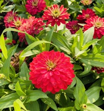 Visit the public gardens at West Madison Agricultural Research Station of UW-Madison