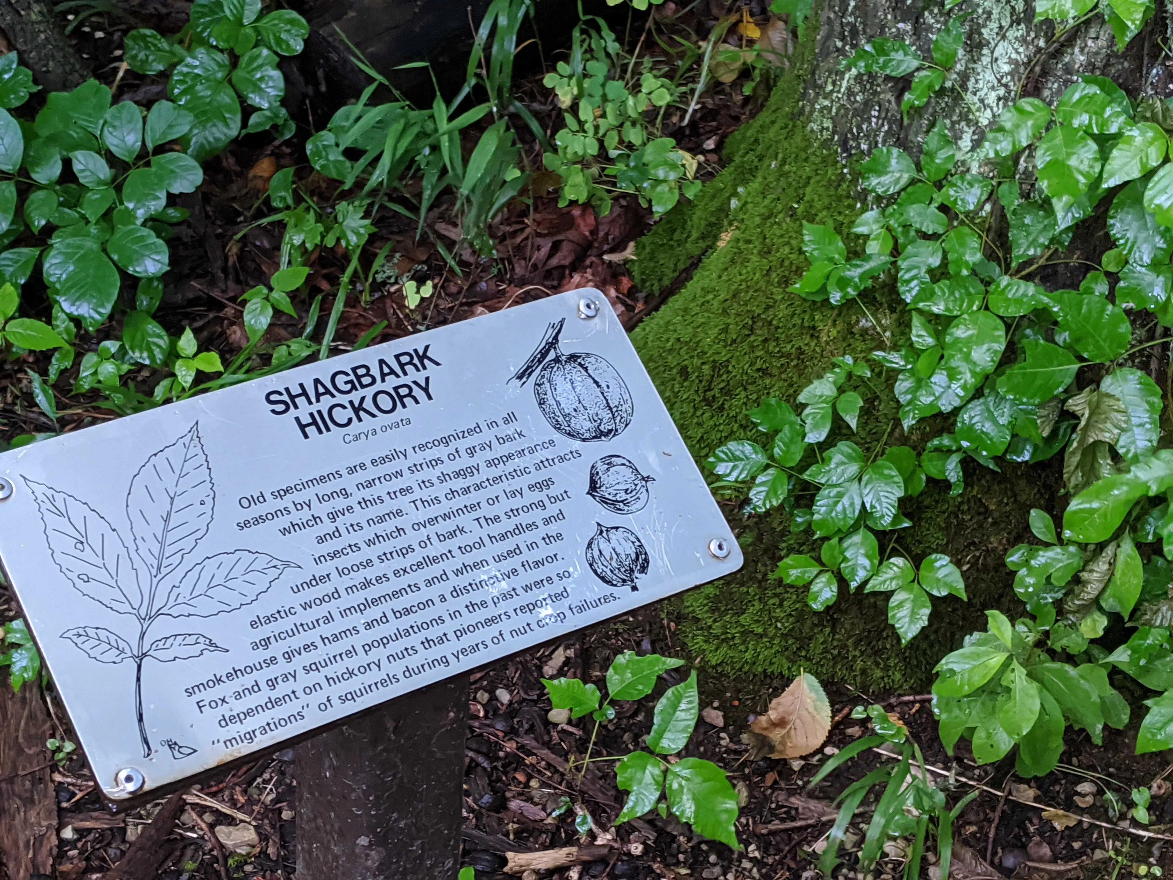 Hike the Overlook-Hickory Ridge-Brookside Trail