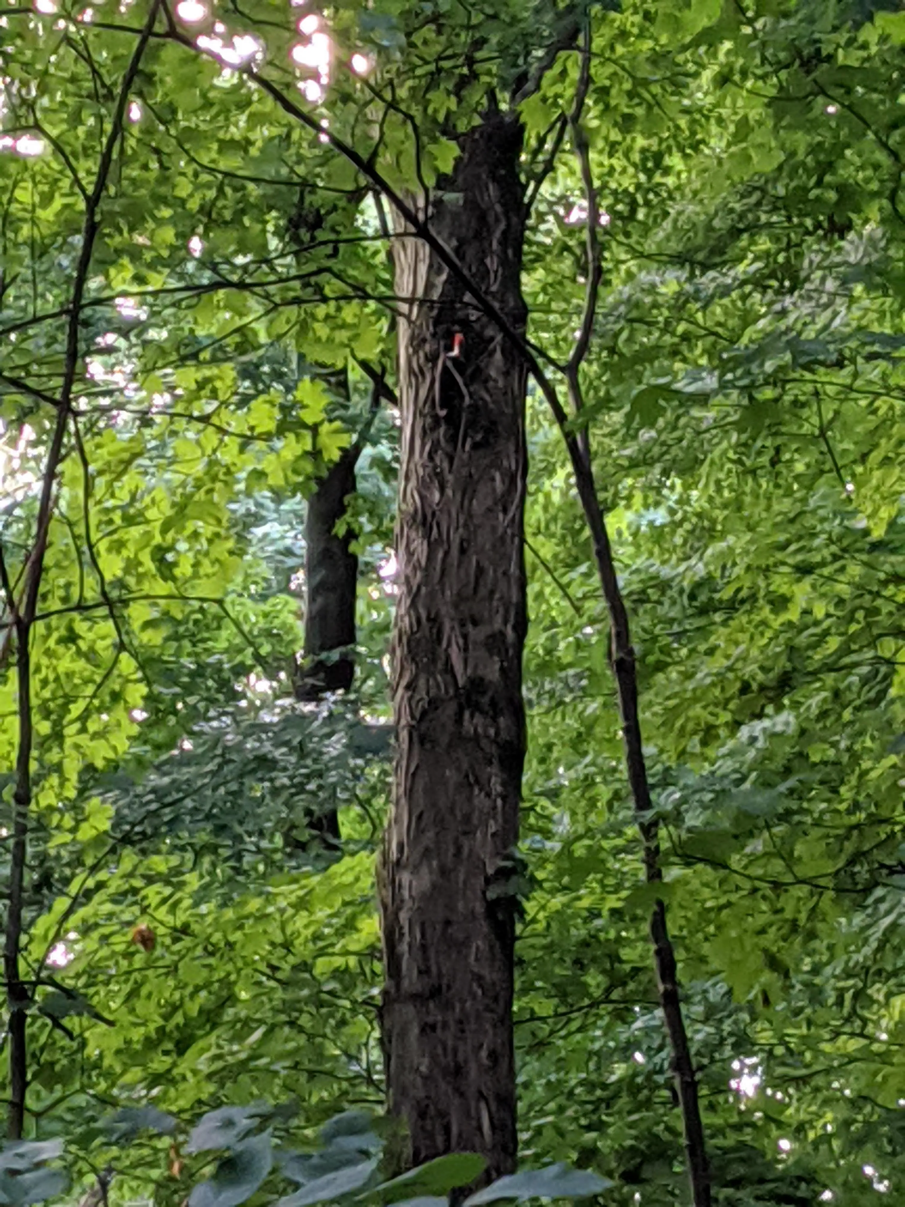 Hike the Overlook-Hickory Ridge-Brookside Trail