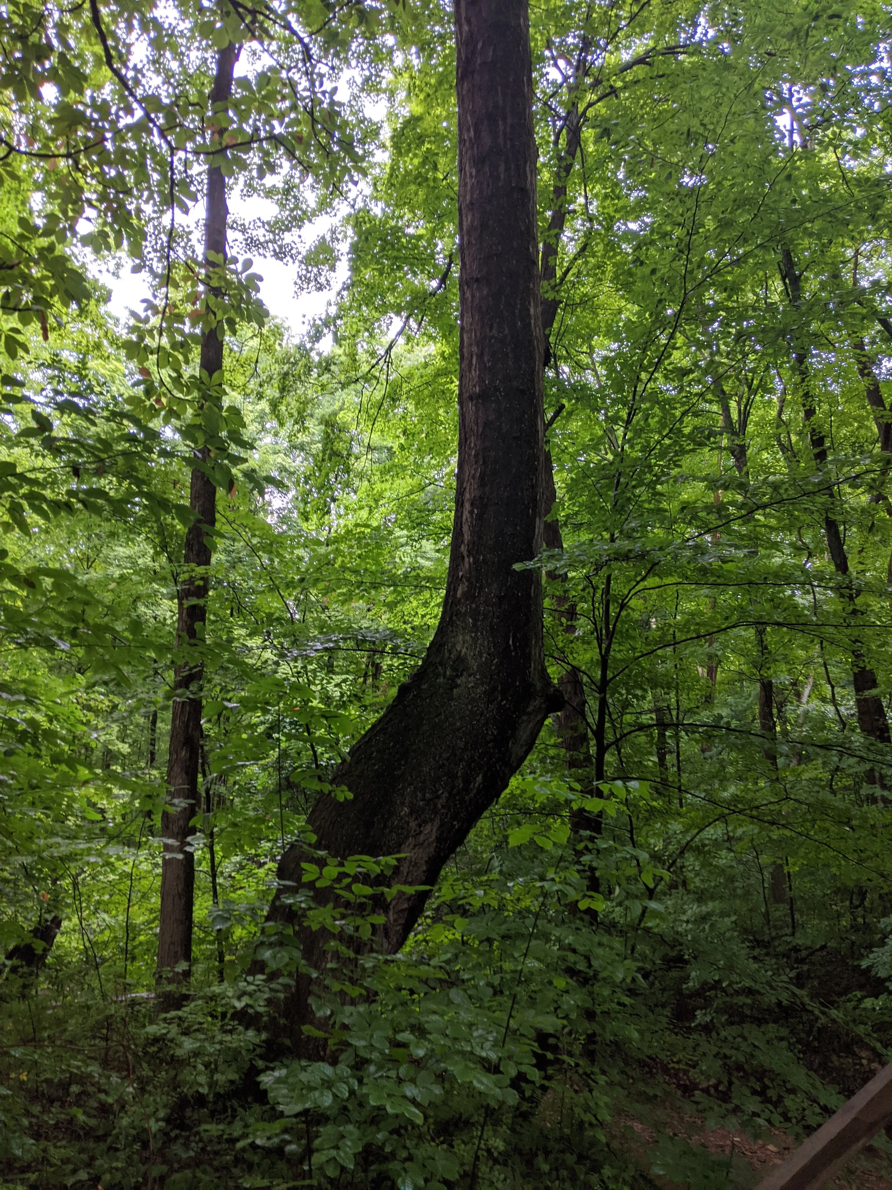 Hike the Overlook-Hickory Ridge-Brookside Trail