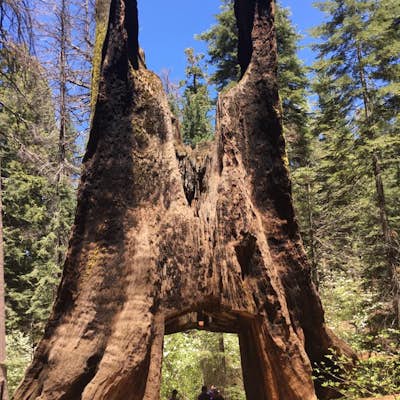 Hike the Tuolumne Grove of Giant Sequoias