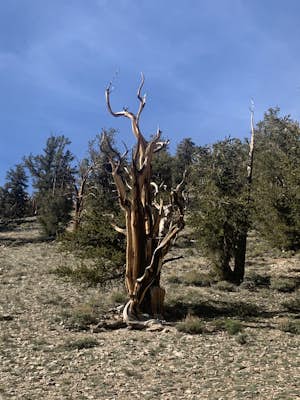 Photograph the Bristlecone Pine Forest