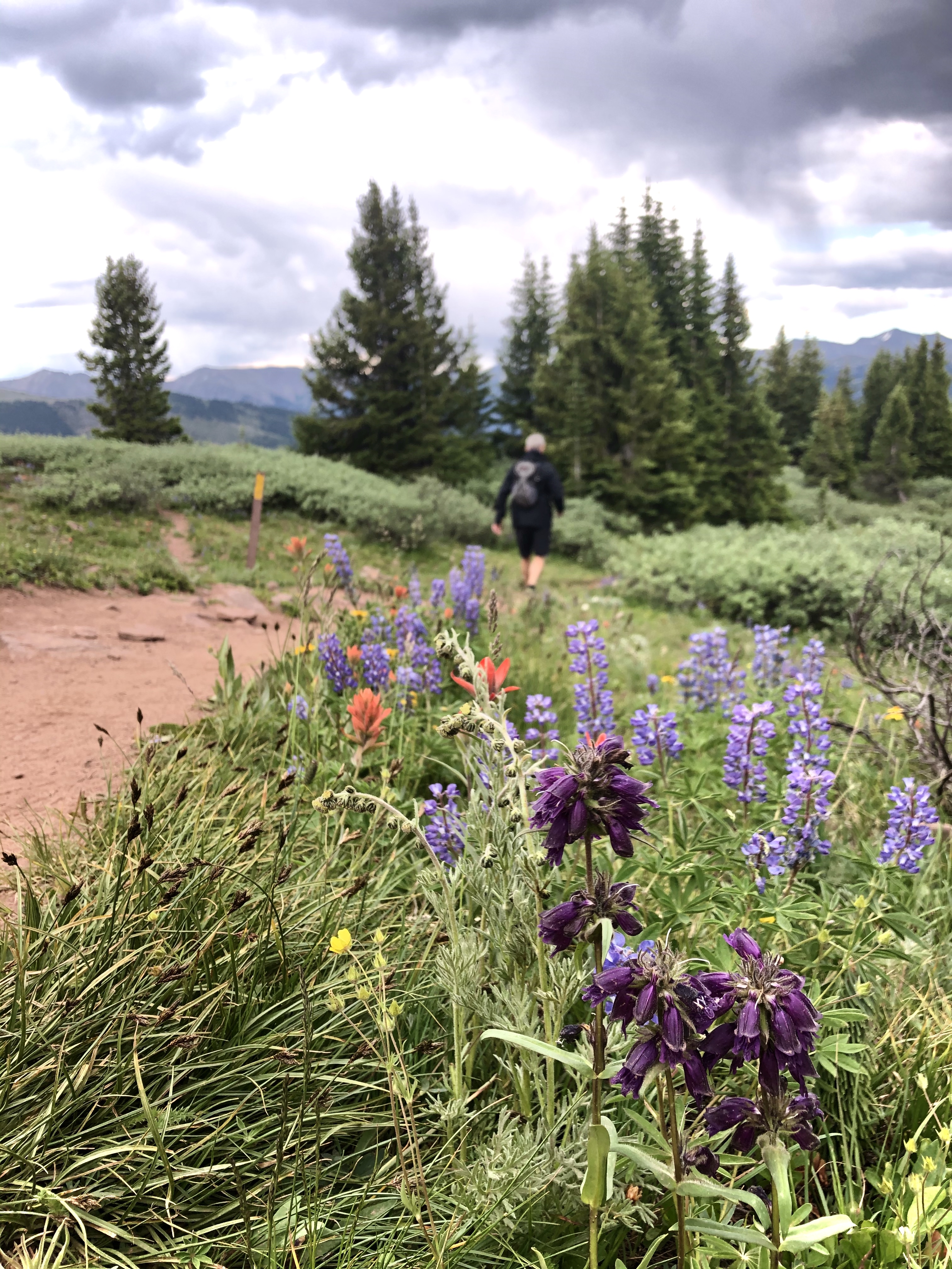 Shrine Ridge Trail
