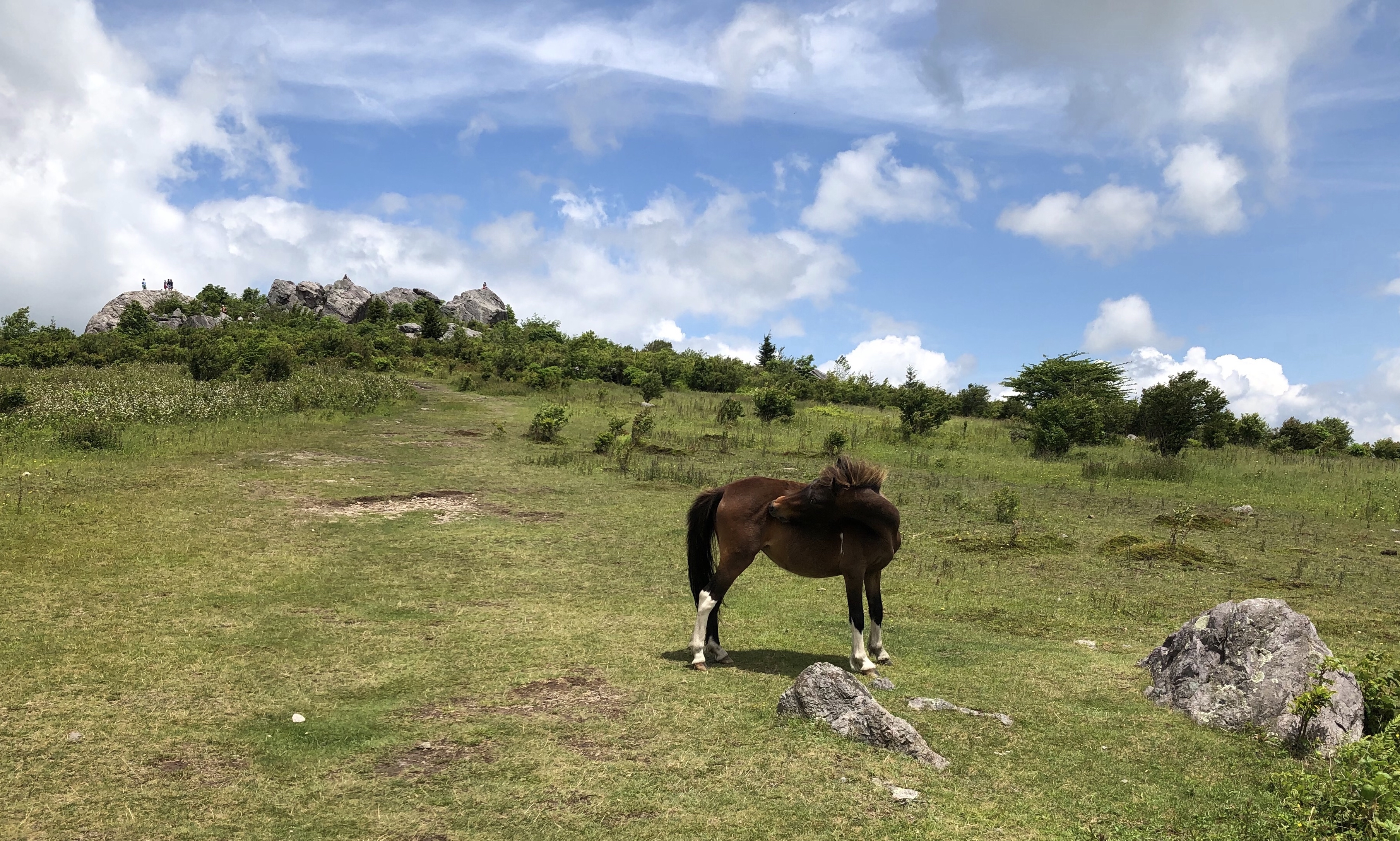 Photograph Wild Horses at Grayson Highlands State Park