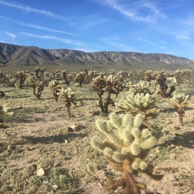 Photograph the Cholla Cactus Gardens at Sunrise or Sunset