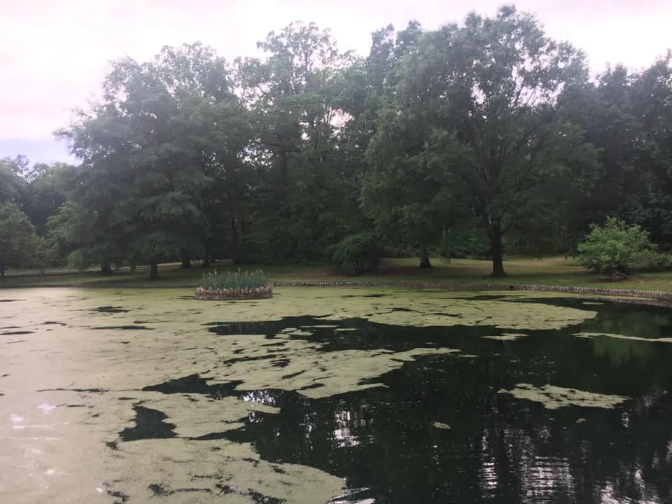 Walk the Bryan Park Azalea Gardens