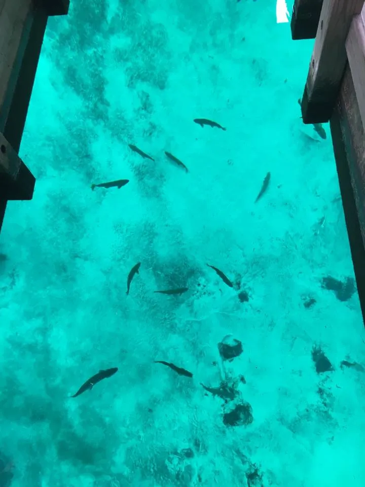Explore Kitch-iti-kipi ("Big Springs")