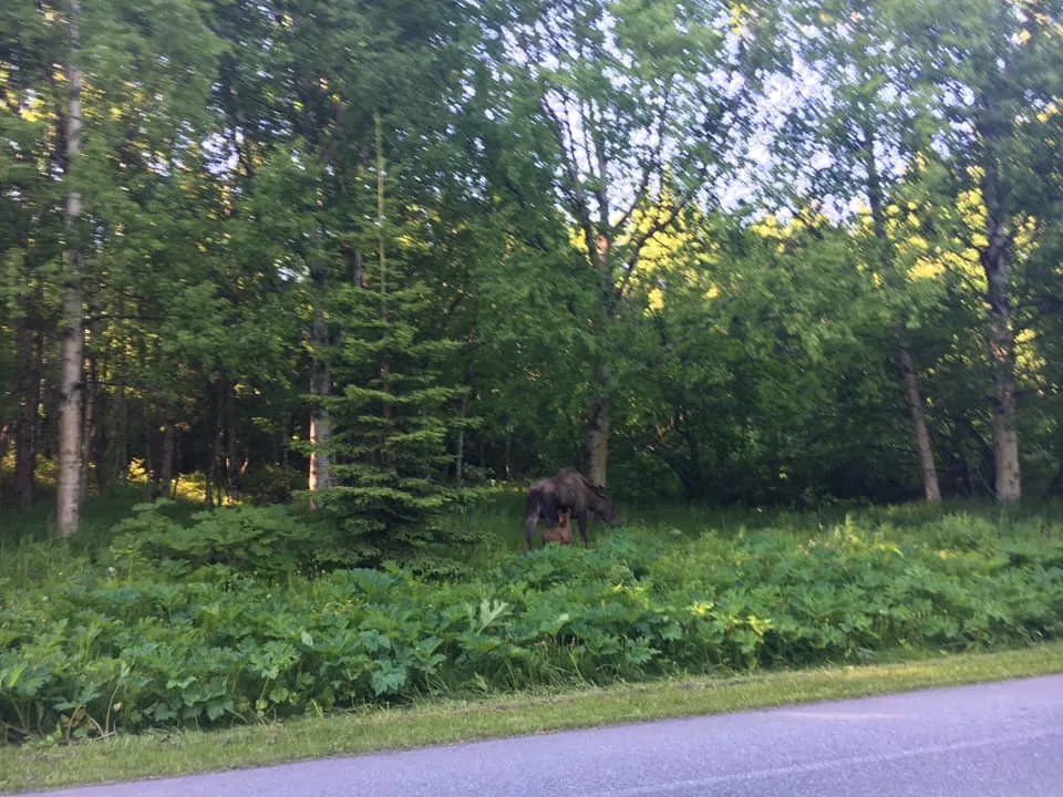 Mountain Bike at Kincaid Park