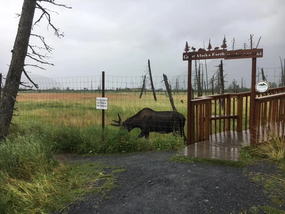 Explore the Alaska Wildlife Conservation Center