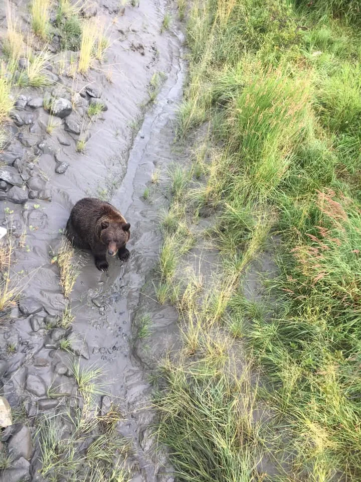 Explore the Alaska Wildlife Conservation Center