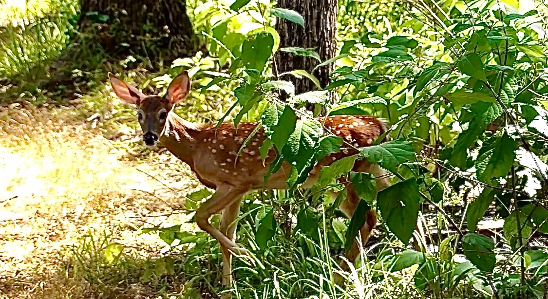 Wolfpen Hike and Bike Blue Trail