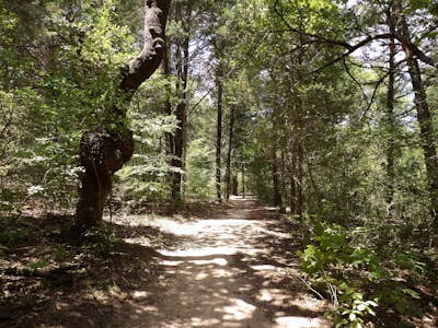 Wolfpen Hike and Bike Green and Blue Trail Loop