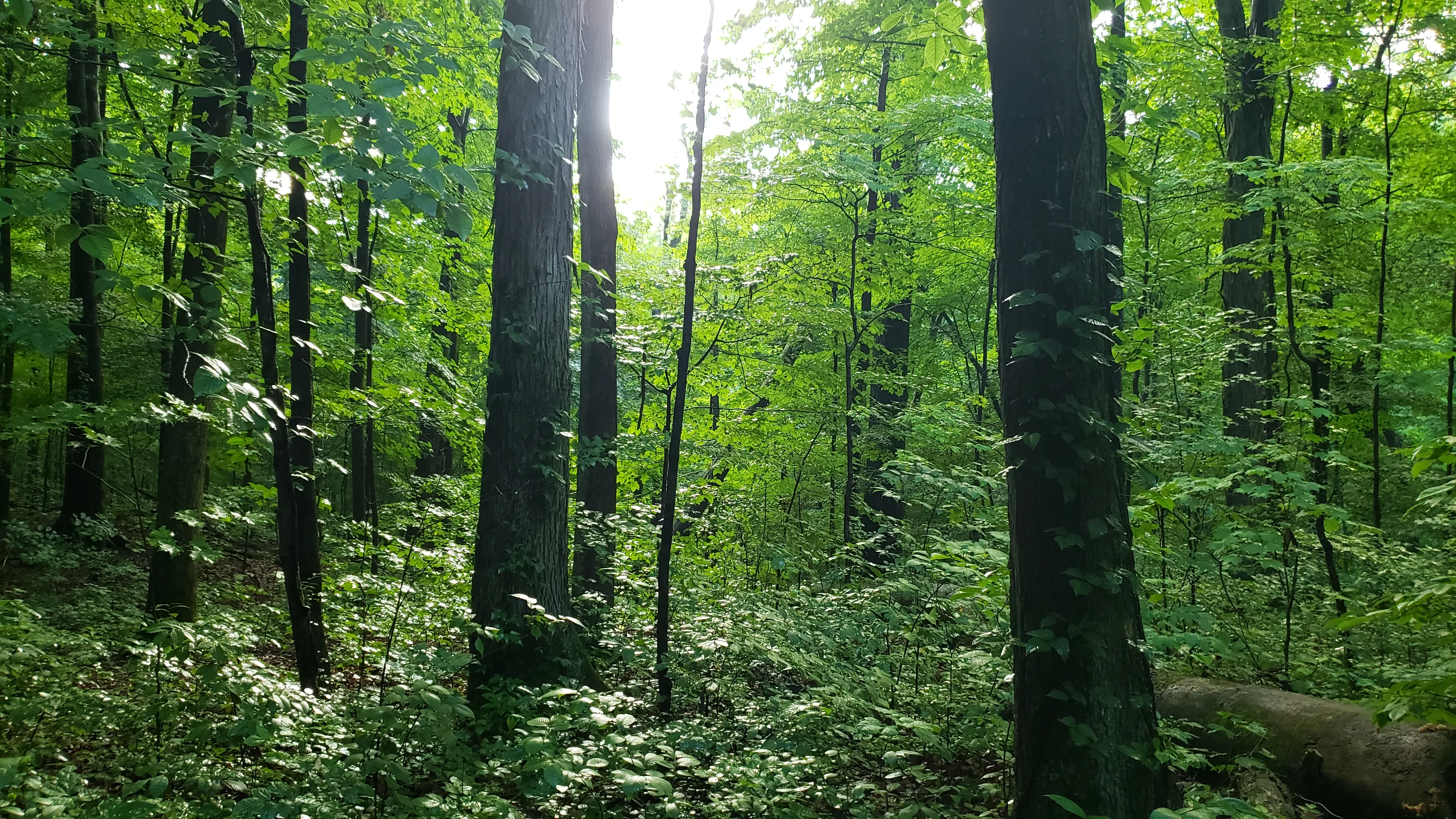 Hike the Overlook-Hickory Ridge-Brookside Trail