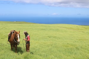 Horseback Ride on Kohala Mountain