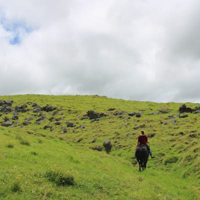 Horseback Ride on Kohala Mountain